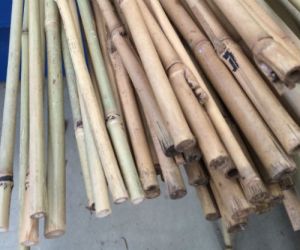 Bamboo Canes 9/11lb 3'0