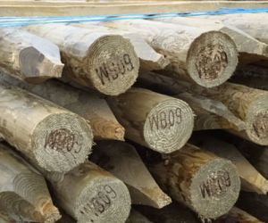 8'  3-4" ptd top dia Dried and treated